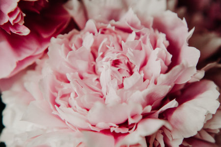 pink peonies in pastel colors close-up, flower pattern, vintage photo processingの写真素材