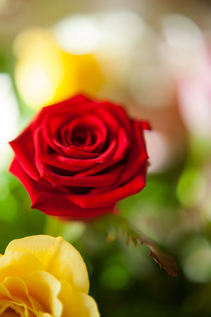 close-up photo of a rose in warm light. delicate bouquetの写真素材