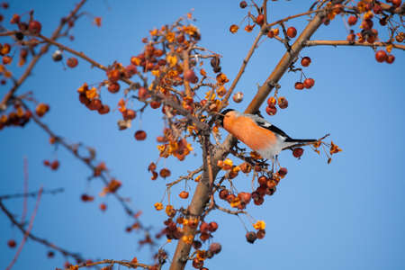 bullfinch sits on a wild apple tree and eats berries against a blue skyの写真素材