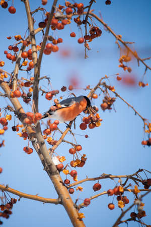 bullfinch sits on a wild apple tree and eats berries against a blue skyの写真素材