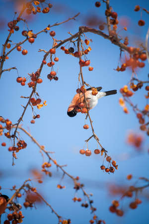 bullfinch sits on a wild apple tree and eats berries against a blue skyの写真素材