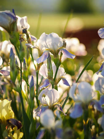 Beautiful purple iris flowers with selective focus and blurred green leaves background. Violet iris flower with textured green foliage and backlit. Spring seasonal flowers for exquisite bouquets.の写真素材