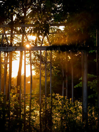 mystical sunset light with haze and rays through the grate in the forestの写真素材