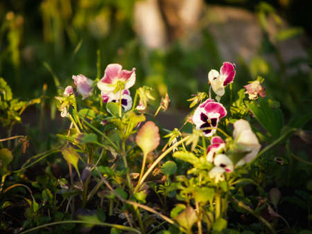 Beautiful purple iris flowers with selective focus and blurred green leaves background. Violet iris flower with textured green foliage and backlit. Spring seasonal flowers for exquisite bouquets.の写真素材