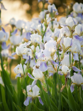 Beautiful purple iris flowers with selective focus and blurred green leaves background. Violet iris flower with textured green foliage and backlit. Spring seasonal flowers for exquisite bouquets.の写真素材