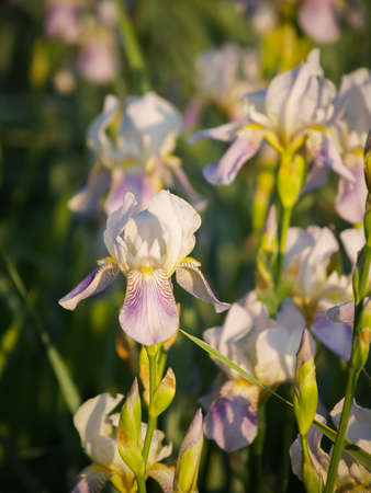 Beautiful purple iris flowers with selective focus and blurred green leaves background. Violet iris...