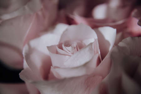 arge buds of pink roses in an expensive bouquet. close-up of a bouquet of huge pink roses on a light backgroundの写真素材