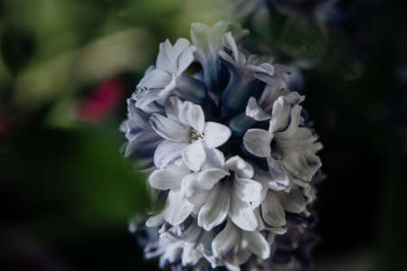 Large flower hyacinths, traditional easter flowers, flower background, easter spring background. Close up macro photo, selective focus. Ideal for greeting festive postcard.の写真素材