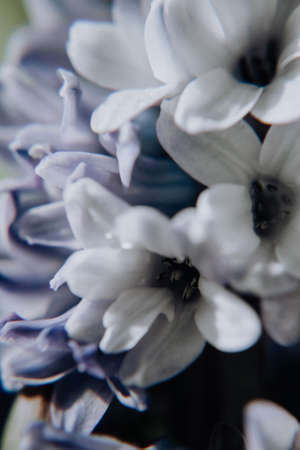 Large flower hyacinths, traditional easter flowers, flower background, easter spring background. Close up macro photo, selective focus. Ideal for greeting festive postcard.の写真素材