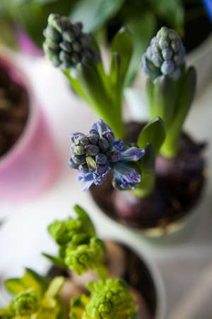 blooming different hyacinths in colorful little pots on the window, a top view and a copy of the spaceの写真素材