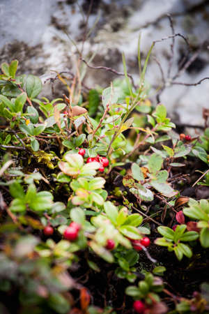 lingonberry taiga berry in a natural environment in the mountains Juicy maroon berries cranberries look out of the green leaves of the stump on the background of the autumn forestの写真素材