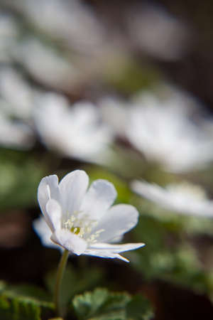 Snowdrop, galanthus nivalis, in gardenbed with backlight. spring flower. snowdrop background.の写真素材
