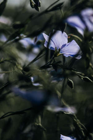 lilac flowers make their way through the darkness with rays of light. small wildflowers, flax flowersの写真素材
