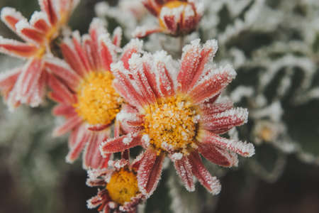 the first frosts, ice on the flowers in late autumn. red and yellow flowers in ice. summer frostsの写真素材