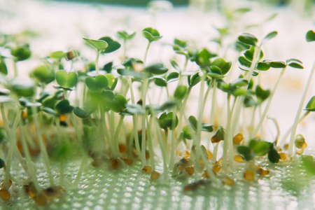 The rukola microgreen at home. The concept of healthy food at home, selective focus, close upの写真素材