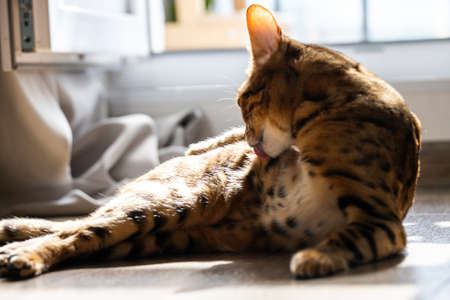 The cat takes care of himself, cleans his fur, resting on the floor.