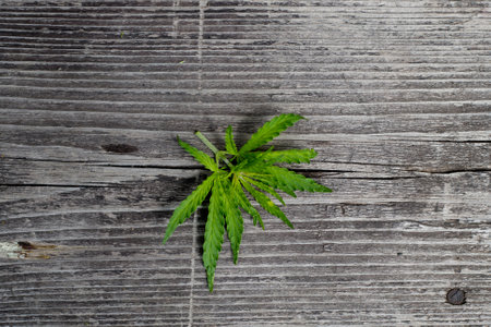 A hemp leaf on a wooden texture background close upの写真素材