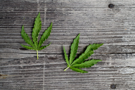A hemp leaf on a wooden texture background close up