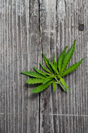 A hemp leaf on a wooden texture background close up