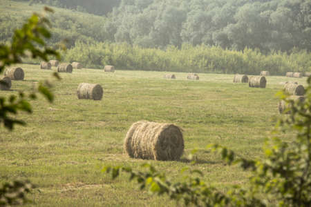 Grass and wheat rolls left in a field after harvesting grain crops. Harvesting straw and hay for feeding farm animals, cows, horses and sheep. Harvest season finished. Round bales of hay.の写真素材
