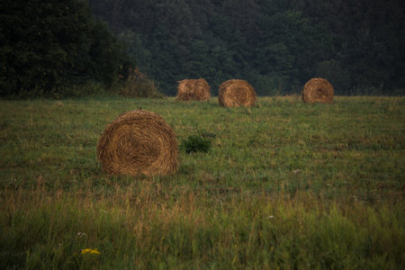 The straw bale rolls lie in a row on the stubble. Straw bales in a field dawn with morning fog