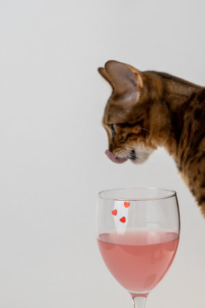 the cat licks its lips over a transparent wine glass with a pink drink on a light background. Valentine's Dayの写真素材