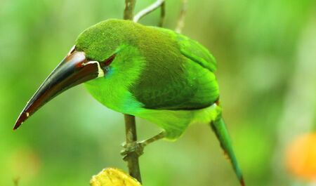 birds neotropicの写真素材