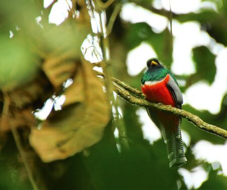 birds neotropicの写真素材