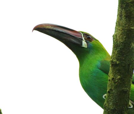 birds neotropicの写真素材
