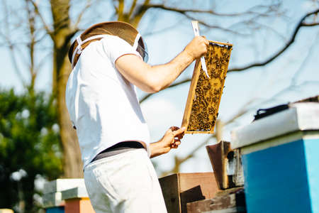 Young beekeeper inspecting beehive frame. Relaxing work in the nature with nice summer light.