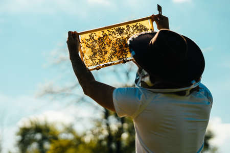 Beekeeper with a cowboy protective hat inspecting hive frame full of bees on a sun and looking for a queen.の写真素材