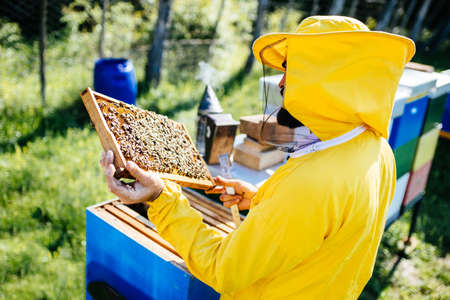 Beekeeper with a beard in the yellow protective suit looking in the young beehive colony with smoke...