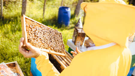 Beekeeper with a beard in the yellow protective suit looking in the young beehive colony with smoke...
