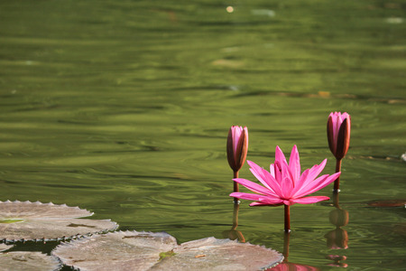 pink lotus in the pondの写真素材
