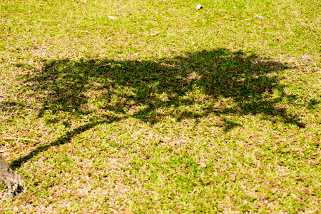 shadow of tree on the grassの写真素材