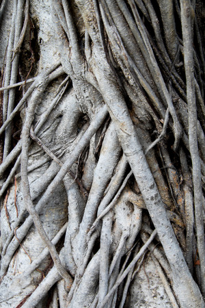 texture of root backgroundの写真素材