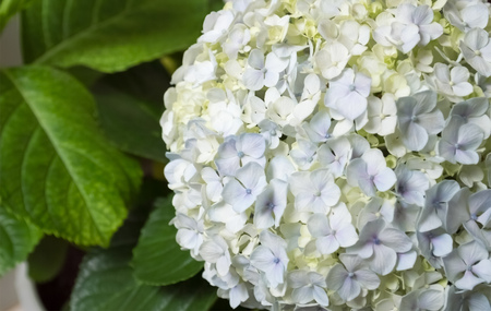 Bunch of flowers