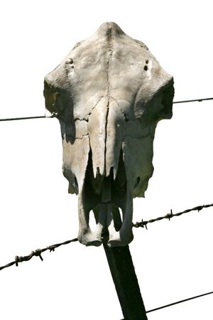 Cow skull on a barbed wire fence.の写真素材