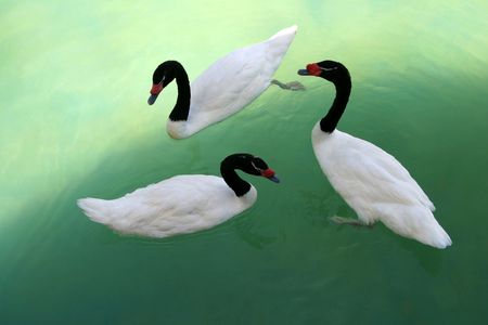 Three black necked swans in a pond.( Cygnus melancoryphus)の写真素材