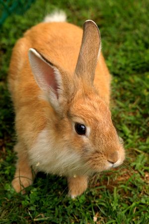 Orange rabbit on the grass, in behind schedule of summer.