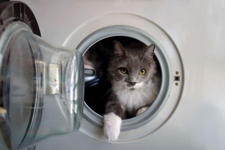 Cat in the washing machine awaiting its bath.の写真素材