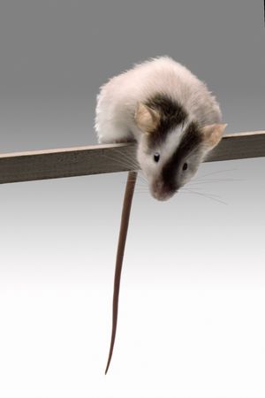 A mouse balancing on a stick on white background.の写真素材