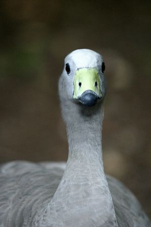 Close-up shot of a Cape Barren Goose, Cereopsis novaehollandiaeの写真素材