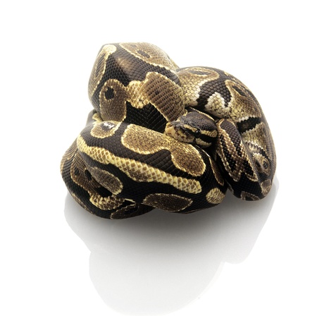 Ball Python isolated on a white background