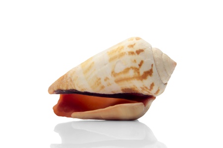 Photo of a sea snail with a very shallow depth of field focusing on the middle