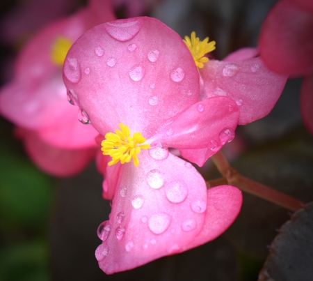 Pink dew dropsの写真素材
