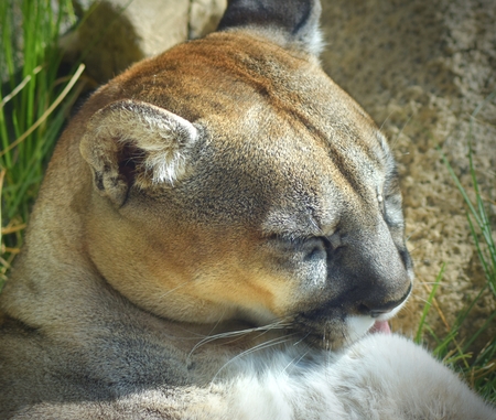 Mountain Lion sunbathingの写真素材