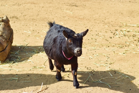 Cute little black billy goatの写真素材