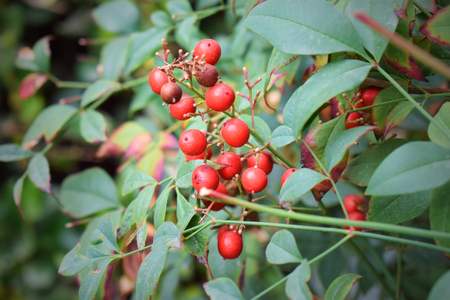 Bright red berries growing on a treeの写真素材