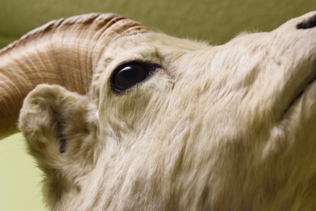 Close up of White Mountain goat climbingの写真素材